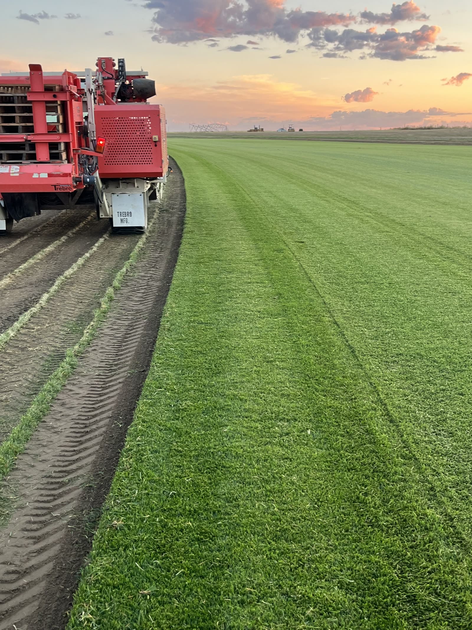 A sod harvester cutting fresh strips of green sod at golden hour on the farm.