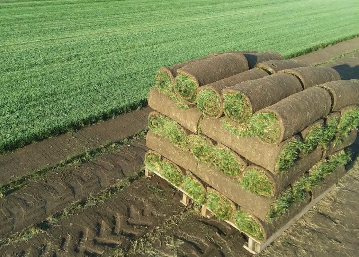 A full pallet of rolled fresh-cut sod sitting at the edge of a green farm field, ready for delivery.